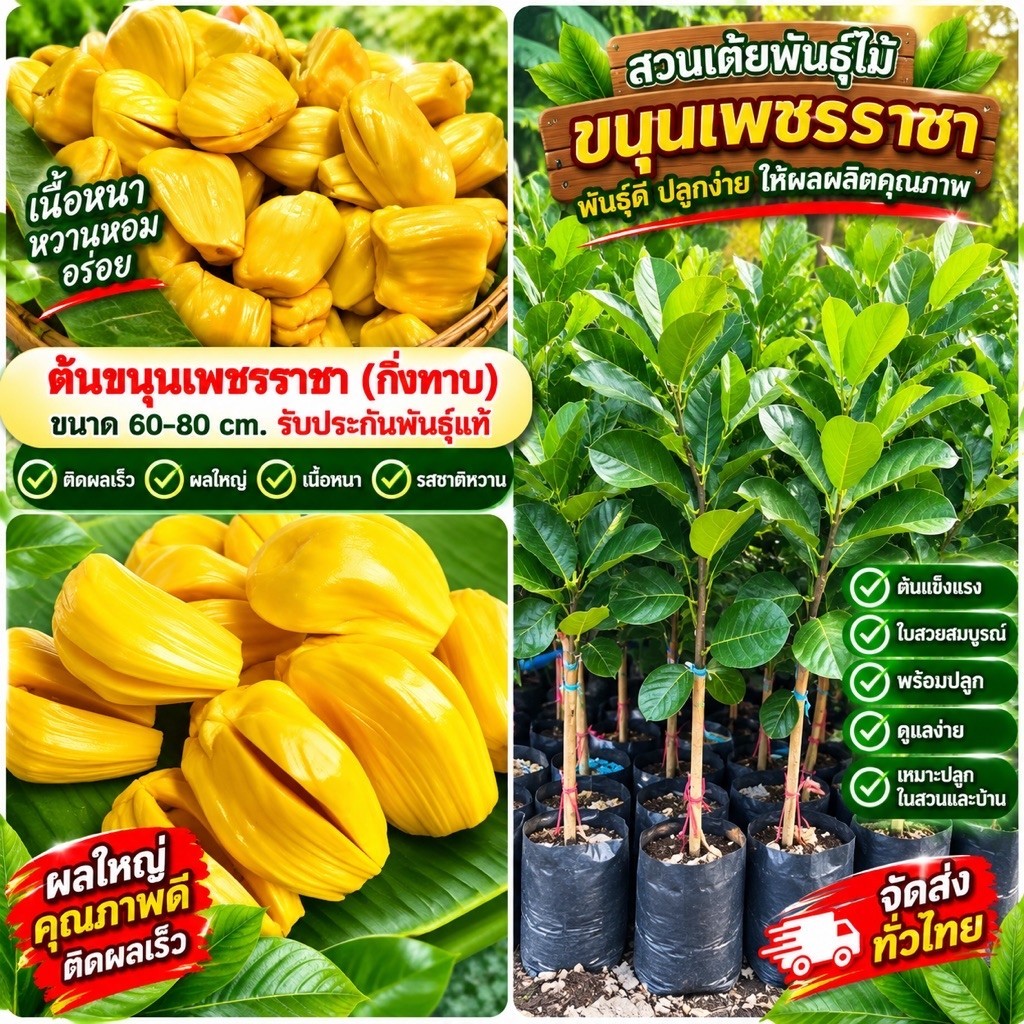 ต้นขนุนเพชรราชา ❗️ มีให้เลือก2ขนาด60-100cm❗️กิ่งทาบพร้อมปลูก รับประกันพันธุ์จากสวนโดยตรง