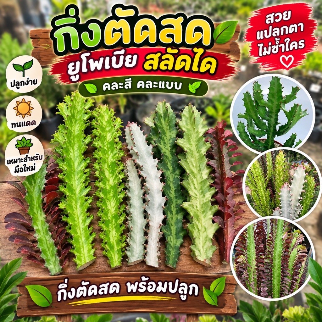 กิ่งตัดสดยูโพเบียสลัดได