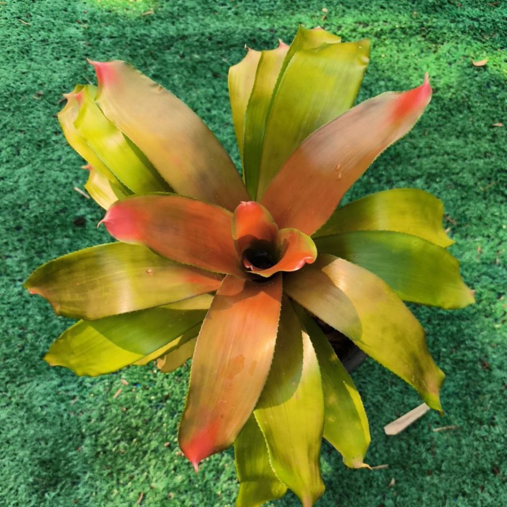 นีโอเรเจเลีย "ไฟร์บอล" (Neoregelia 'Fireball')