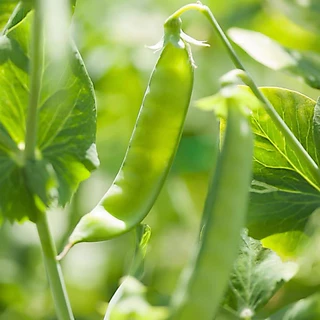 เมล็ดพันธุ์ ถั่วลันเตา ถั่วหิมะ 20+ เมล็ด งอกง่าย🌱โตไว☘️พุ่มใหญ่🌱 [10 แถม 2 คละได้ ]