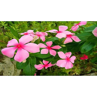 เมล็ดพันธุ์ดอกแพงพวยคละสี บรรจุ 300 เมล็ด