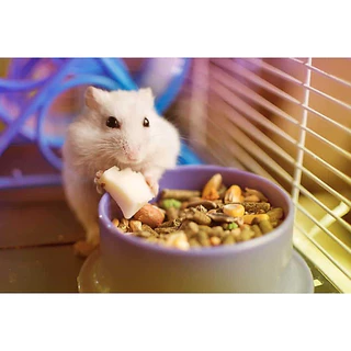 #อาหารหนูแฮมเตอร์ ธัญพืชรวม ขนาด 500g. เป็นอารหนูแฮมเตอร์แบบแบ่ง มีส่วนผสมของธัญพืชและอาหารเม็ด