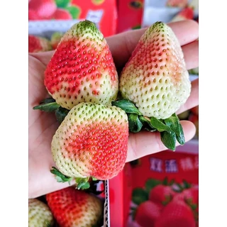สตอเบอรี่สด 🍓คัดก่อนส่งค่ะ🍓สด ใหม่ แข็งแรง เดินทางได้ค่ะ🔖