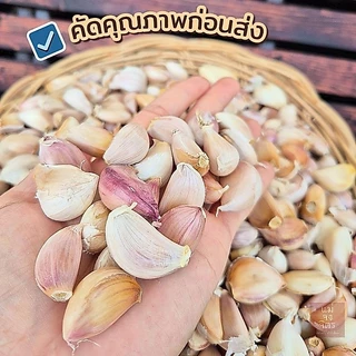 กระเทียมแกะกลีบ (คัดพิเศษ) ❌️ไม่ฝ่อ ❌️ไม่ขึ้นรา