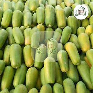 เมล็ดพันธุ์ มะละกอฮอลแลนด์ บรรจุ 100 เมล็ด