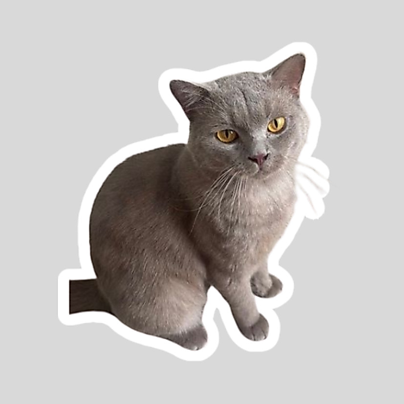 Cat Meme ขอลูกค้า***