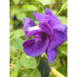 เมล็ดดอกอัญชันเทพพระรัตน์63กลีบซ้อน Butterfly pea flowers, Butterfly pea seedlings 蝴蝶豌豆花、蝴蝶豌豆苗