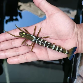 เหยื่อปลอม ปลายาง กุ้งยางเหมือนจริง ยางนิ่ม