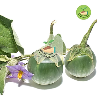 พิเศษ9บาท เมล็ดพันธุ์มะเขือเปราะ 50 เมล็ด