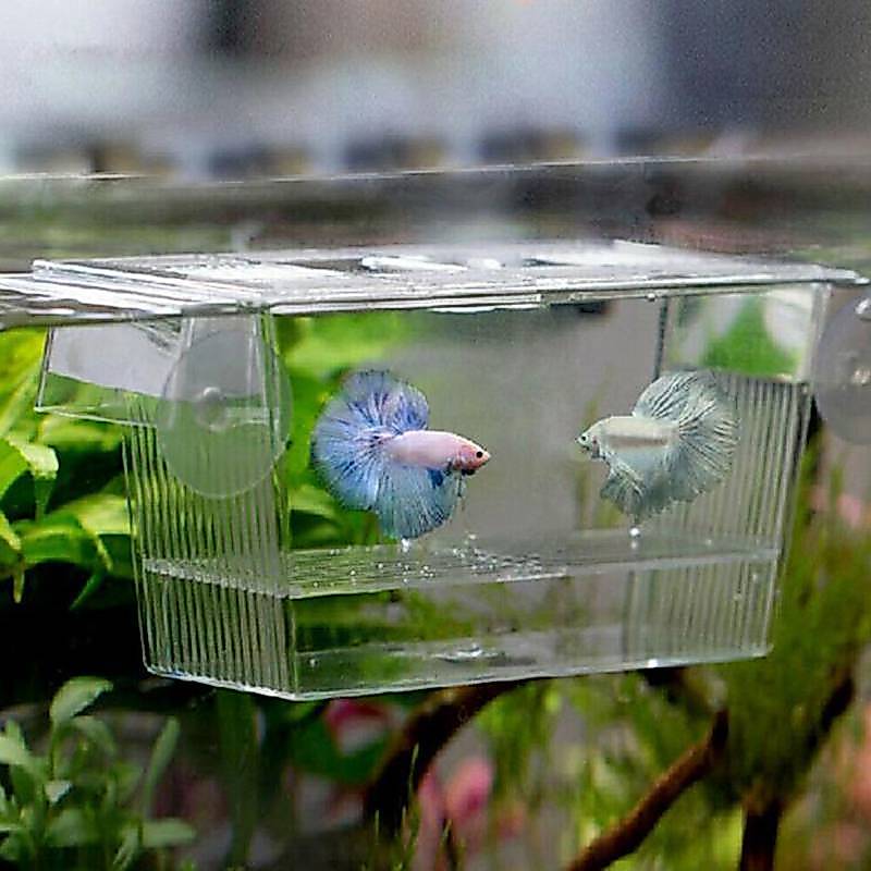 Piqging Aquarium Fish Tank Guppy Double Breeding Breeder Rearing Trap Box Hatchery TH