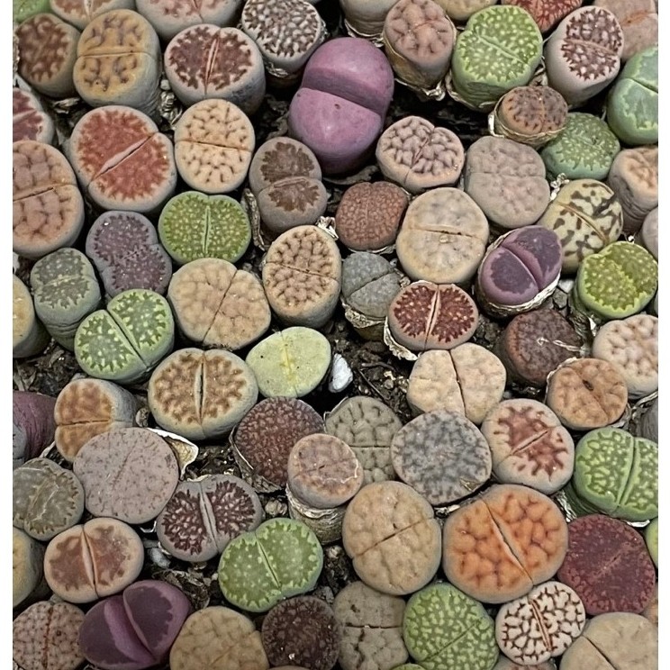 ไลทอป lithops ก้อนหินมีชีวิต (รอน้องฟูๆเดี๋ยวมาลงเพิ่มนะคะ )