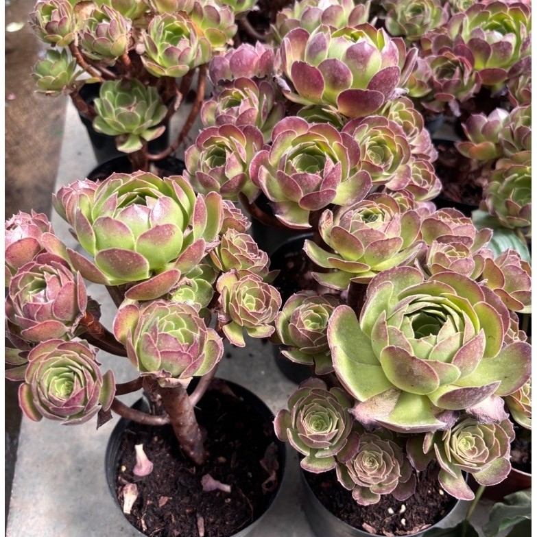 เอโอเนียม ฮาโลวีน (Aeonium 'Halloween') ซึ่งมีลักษณะเด่นตรงใบสีเขียวตองสดใสตรงกลางและขอบใบจะกัดสีชมพ