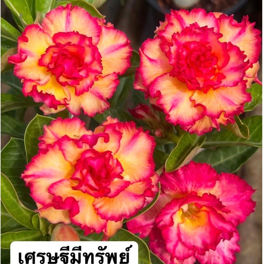 ชวนชมดอกซ้อน "เศรษฐีมีทรัพย์" ขนาดกระถาง 6 นิ้ว (แบบถอนจัดส่ง)