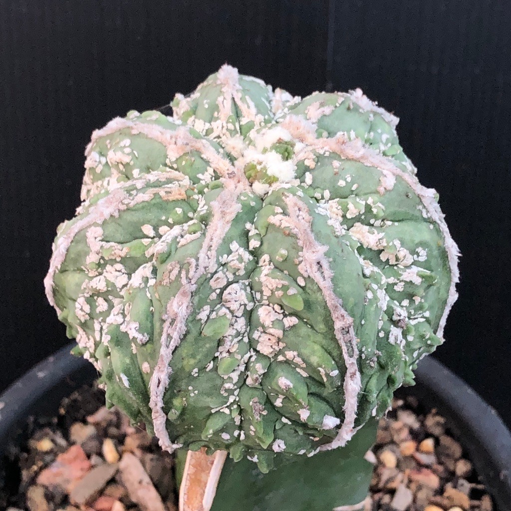 แคคตัส แอสโตร มาริโอ ฟุคุริว ผิวยับ Astrophytum myriostigma cv.Hakujo Fukuryu cactus ไม้กราฟ จำนวน 1 ต้น