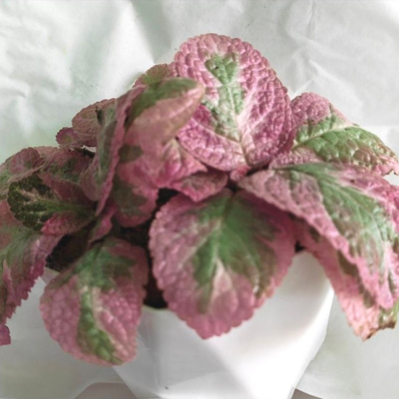 ต้นพรมญี่ปุ่น คลีโอพัตรา Episcia Cleopatra กระถาง​ 5 นิ้ว​
