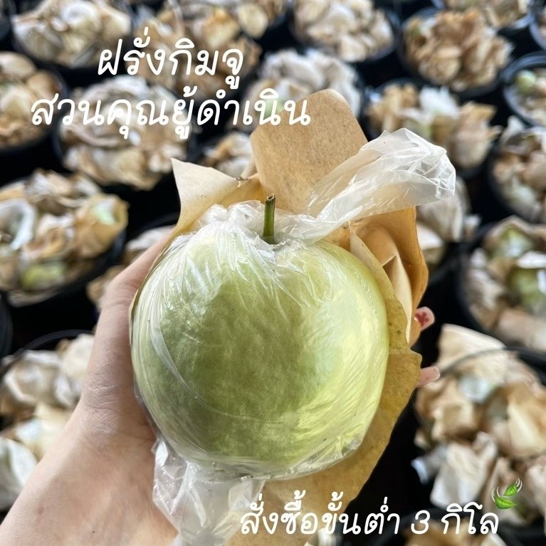 ฝรั่งกิมจูดำเนินสะดวก คัดพิเศษเกรดA สดไหม่  หวาน กรอบ อร่อย ตัดส่งตามออเดอร์
