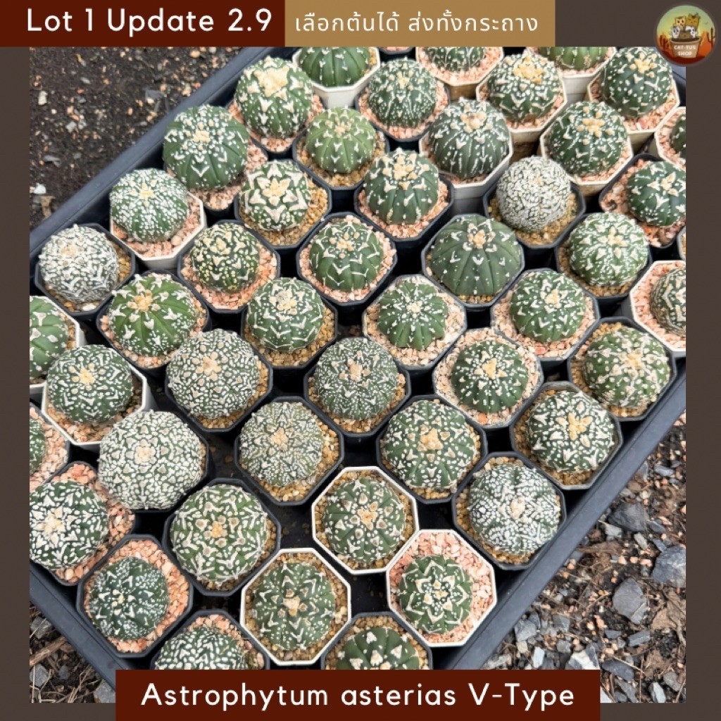 [ Update 2.9 ] Lot-1 Astrophytum asterias Super kabuto " V-Type" แอสโตรวี Cactus กระบองเพชร (ส่งทั้งกระถาง)