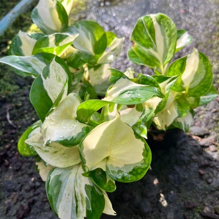 🔥3กระถาง100฿🔥พลูแอปเปิ้ลApple Pothos