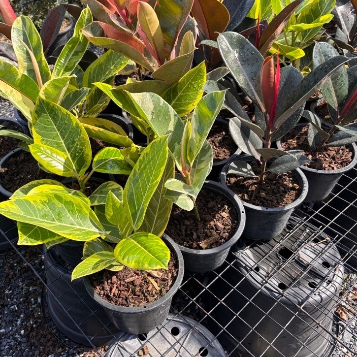 กร่างด่างเหลืองFicus Altissima ‘Yellow Gem’) กระถาง5-7นิ้ว30-60cm
