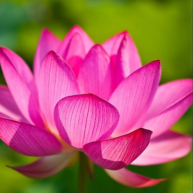 เมล็ดพันธุ์บัวหลวงราชินี สีแดงดอกใหญ่ 1ซอง มี8เมล็ด
