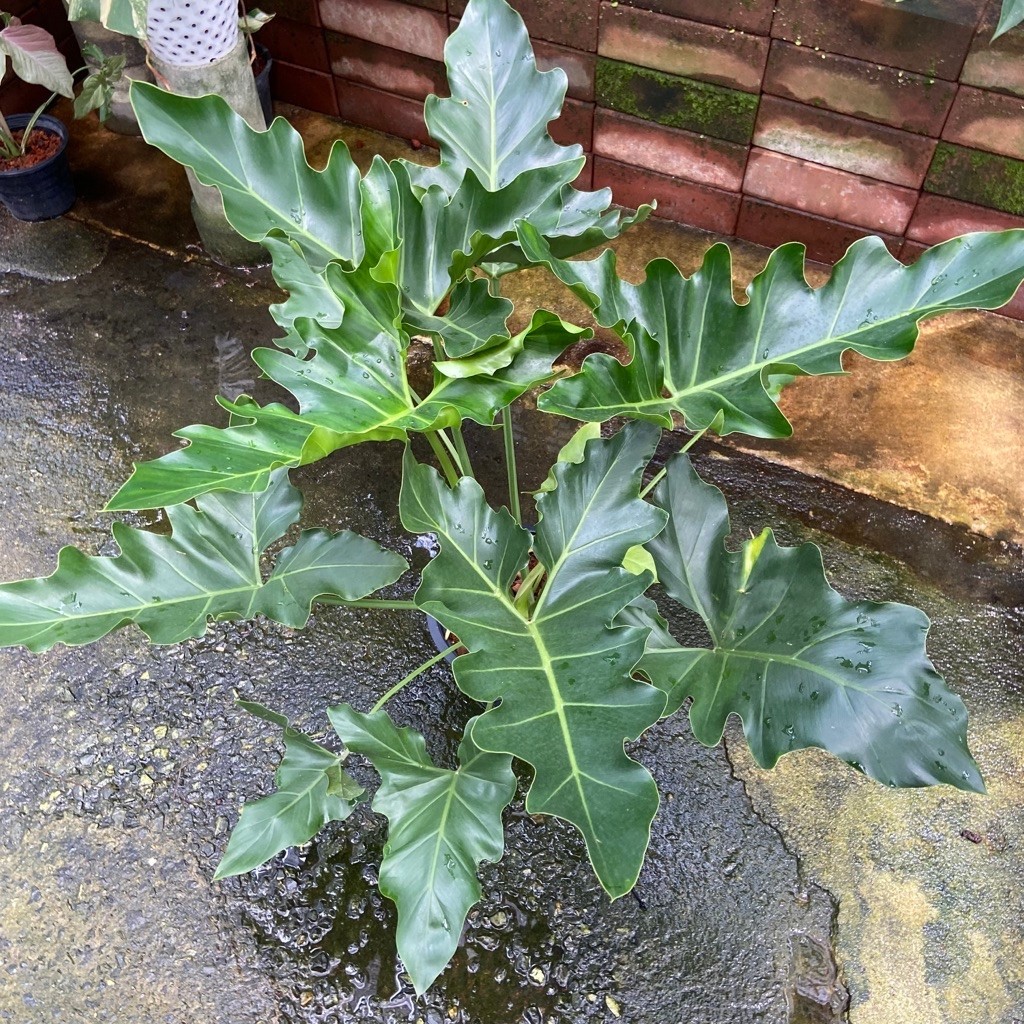ฟิโลเดนดรอน อีแวนซิอาย (Philodendron Evansii) เป็นไม้เลื้อยตระกูลฟิโลเดนดรอนใบเขียวรุ่นเก่าที่เป็นไม้หายาก