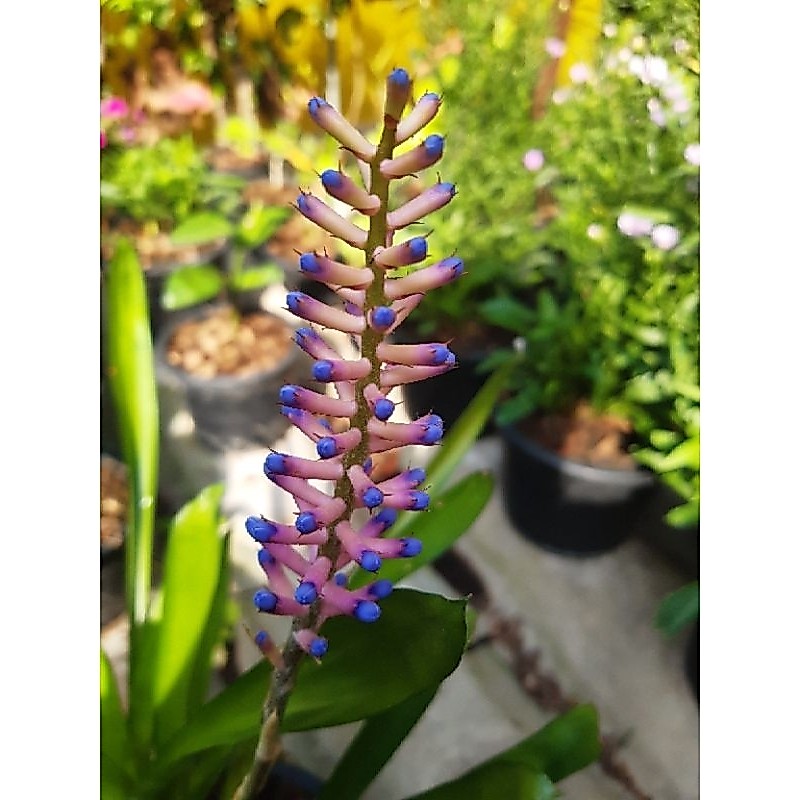 สับประรดสีต้นก้านไม้ขีดสีสันรูปทรงสวยงามกระถาง 8"