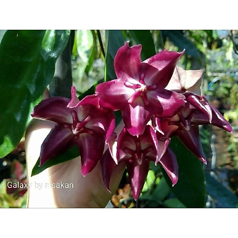 Hoya Onychoides หรือโฮย่าเล็บเหยี่ยวกระถาง4นิ้ว