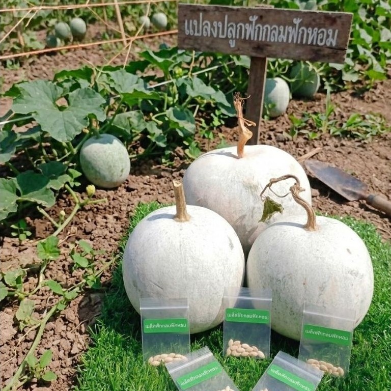 เมล็ดฟักหอมกลม(กลิ่นใบเตย)20เมล็ด เมล็ดพันธุ์เก็บใหม่