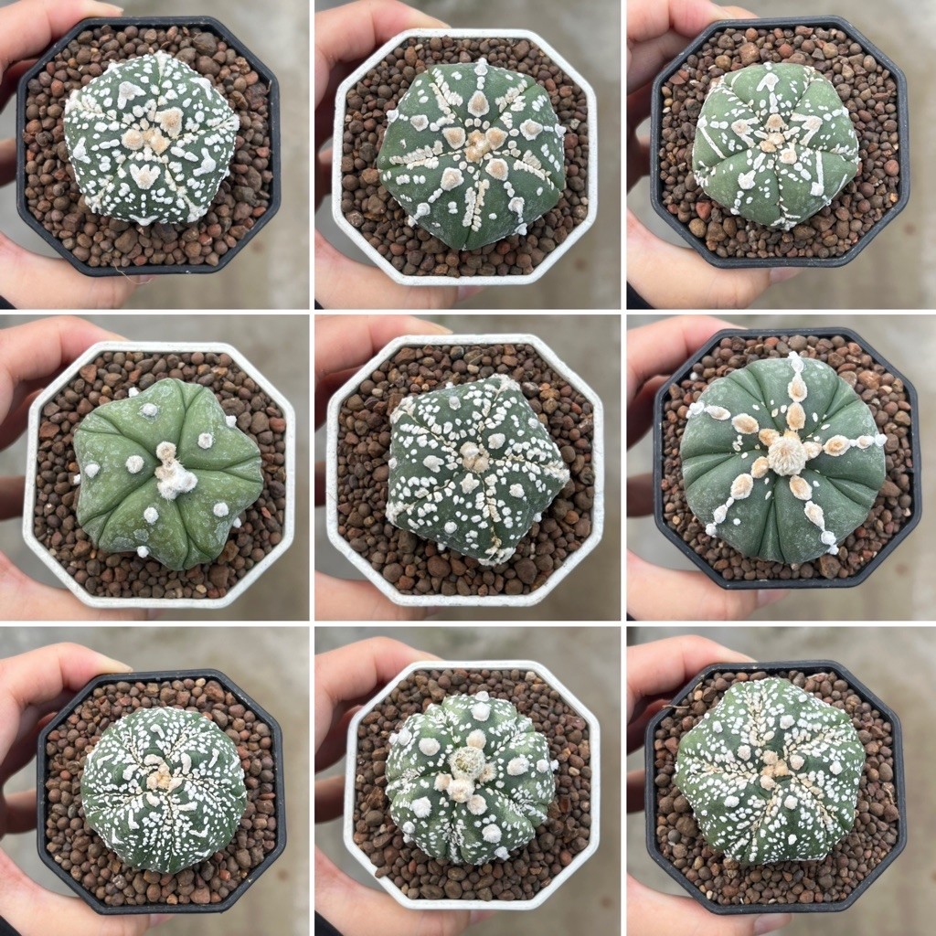 Astrophytum 5-6 ribs: แอสโตร 5-6 พูแทรก แคคตัส กระบองเพชร