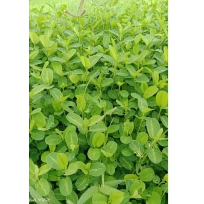 เมล็ดพันธุ์ถั่วลิสงนาสำหรับปลูกชุด 50 บาทบรรจุ 500+ เมล็ด