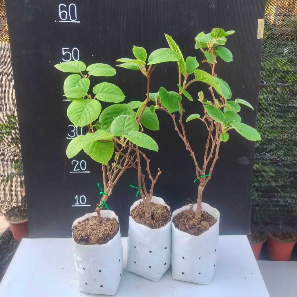 กีวี่เขียว ต้นนำเข้า สายอึดแดดอึดร้อน ปรับตัวเก่งในไทย ขนาดต้นประมาณ 40-50 cm ราคา ถูกที่สุด ดีลบีเคเค แกลเลอรีภาพที่ 5
