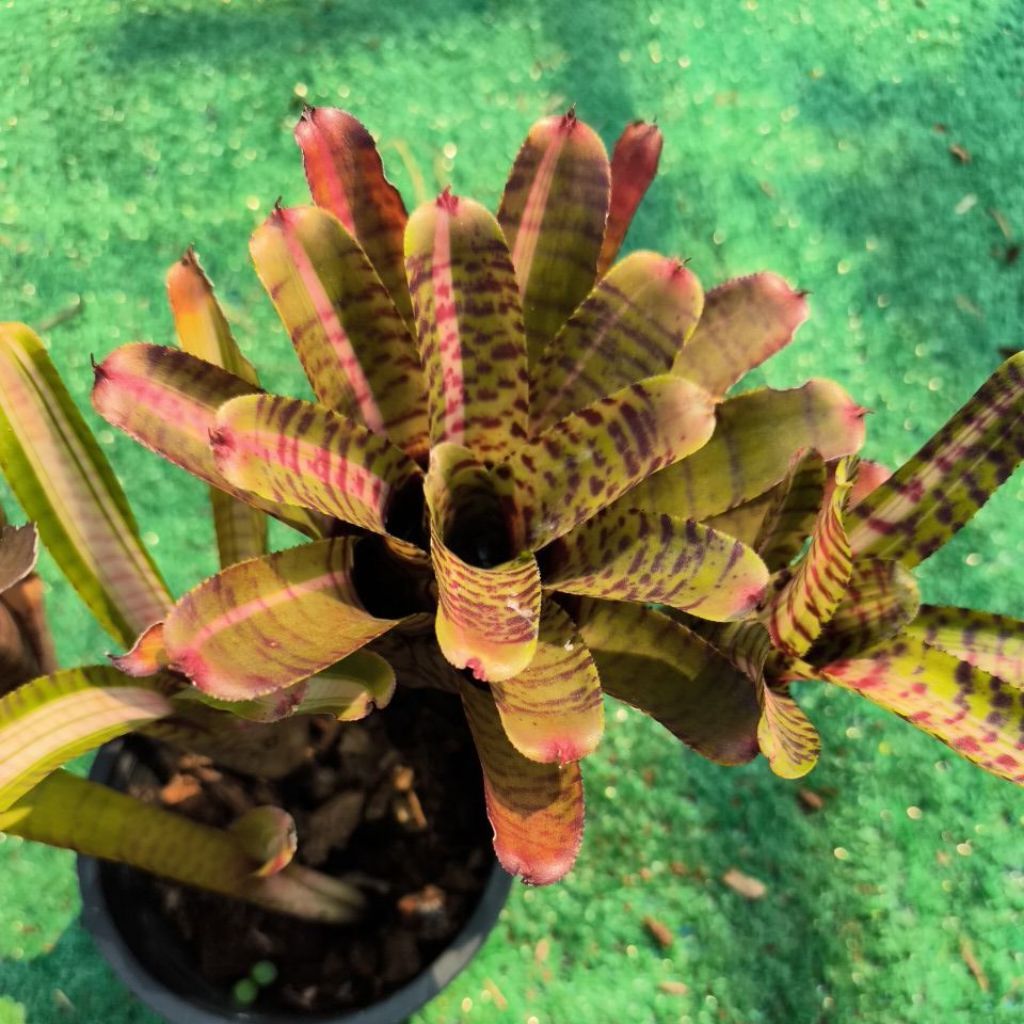 (Neoregelia 'Zonata')ลายเสือ