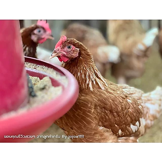 TOP ถังอาหารไก่ ที่ให้อาหารไก่ ที่ใส่อาหารไก่ ถังใส่อาหารไก่ ถาดอาหารไก่ ถ้วยให้อาหารไก่ ขนาด เล็ก กลาง ใหญ่ สินค้าไทย