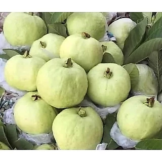 ต้นพันธุ์ฝรั่งกิมจู 🍏 เเท้100% ปลูกไม่ถึงปีก็ได้กินผลแล้ว ปลูกได้ทุกสภาพดิน แข็งแรง