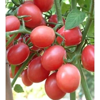 เมล็ดพันธุ์ มะเขือเทศสีดา มะเขือเทศส้มตำ ตัวเลือก 10-1000 เมล็ด [10 เเถม 1 คละได้]