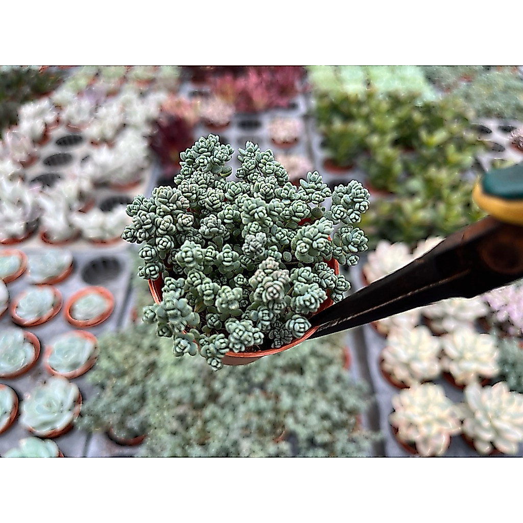 Sedum dasyphyllum “ Opaline”