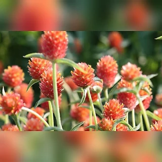เมล็ดดอกบานไม่รู้โรย สีส้ม 70 เมล็ด บานไม่รู้โรย