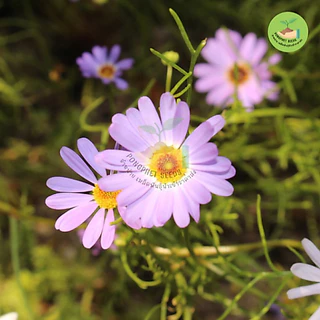 9 บาท เมล็ดพันธุ์ดอกเดซี่สีม่วง (สวอนริเวอร์) บรรจุ 100 เมล็ด