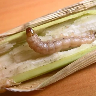 ใหม่ขายดี! ก๊อปกิ้ง (ไซเพอร์เมทริน + โพรฟีโนฟอส) สูตรพิเศษน้ำมันระหุง สูตรเย็น มีสารเพิ่มฤทธิ์ น็อคหนอนเพลี้ยและแมลงปีกแ