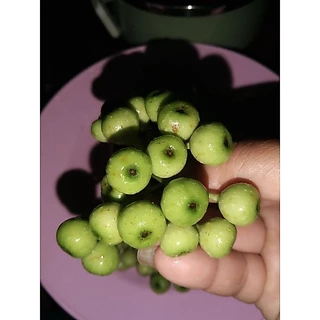 ลูกฉิ่ง (สดๆ500g/50บาท)