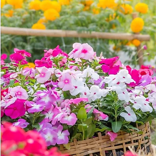 ปลูกง่าย Periwinkle Bonsai Seeds แพงพวยคละสี ดอกแพงพวย บรรจุ 450 เมล็ด
