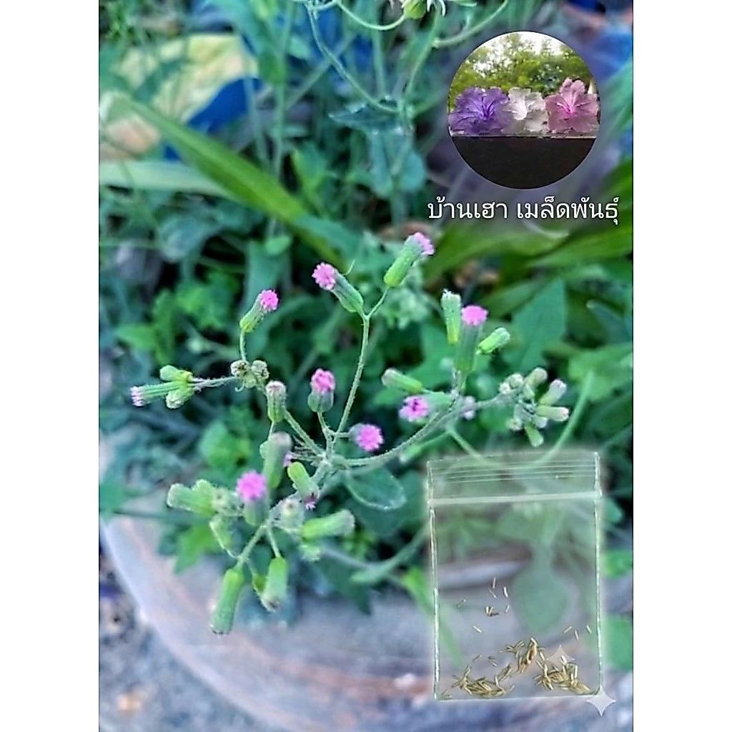 เมล็ดพันธุ์ ผักลิ้นปี่ ผักหูปลาช่อน110เมล็ด