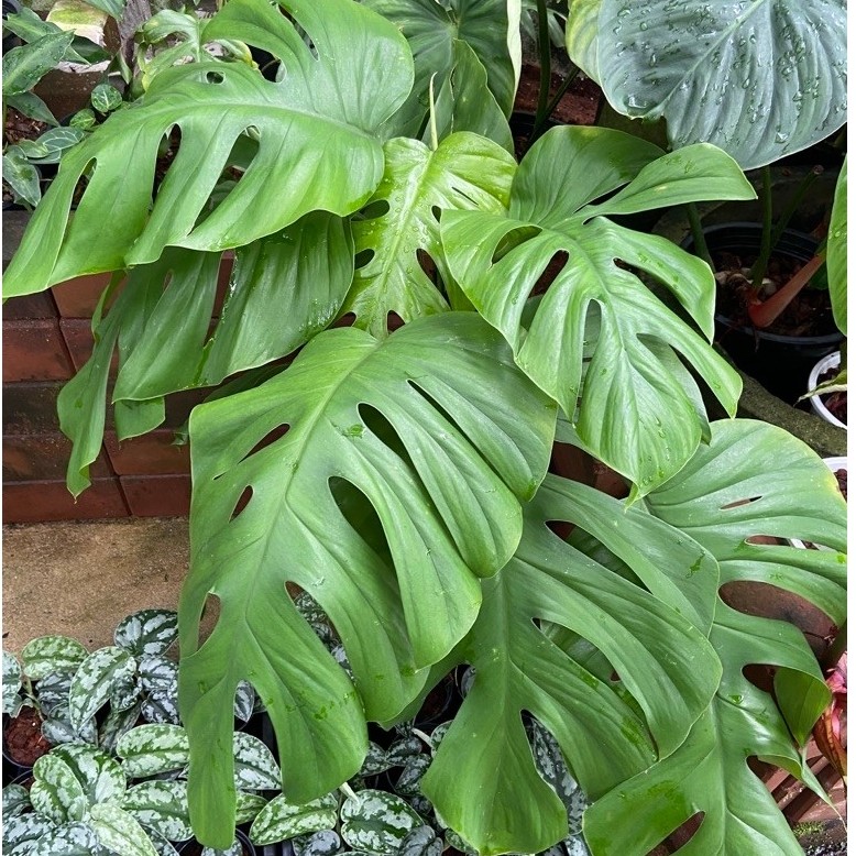 Rhaphidophora pertusa เป็นพืชไม้เลื้อยเขตร้อน มีถิ่นกำเนิดในแถบเอเชียใต้และเอเชียตะวันออกเฉียงใต้