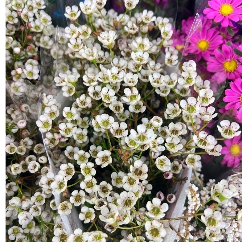 ⏰ ส่งใน 2 ชม. | ดอกแว๊กซ์ (Wax Flower)