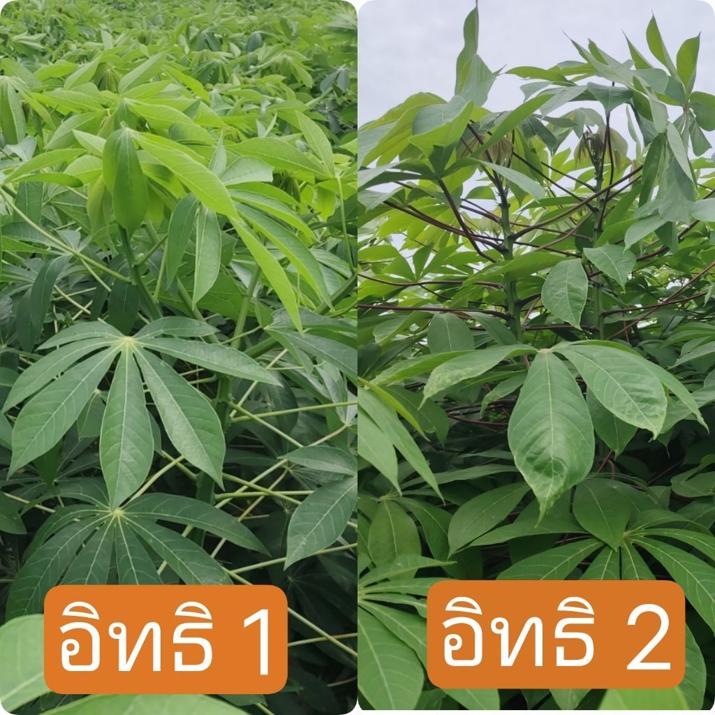 📢 โปรโมชั่น 🎉🎉 ท่อนพันธุ์มันสำปะหลัง อิทธิ 1+2 แท้ 100% สุดคุ้มมาก🔖ตัดสดจากไร่ ต้านโรคใบด่าง จำนวน 30 ท่อน พร้อมปลูก
