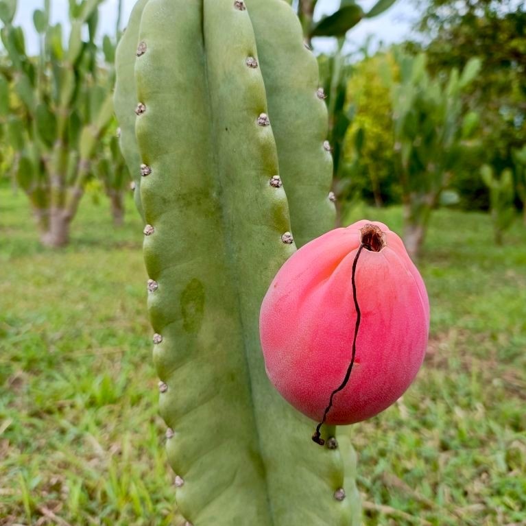 Jamacaru จามาคารูไร้หนาม (หนามน้อย)ตอตัดสด สวนเราเองค่ะ cereushidmannianus Cereus jamacaru ตอจามาคารู กระบองเพชรไร้หนาม