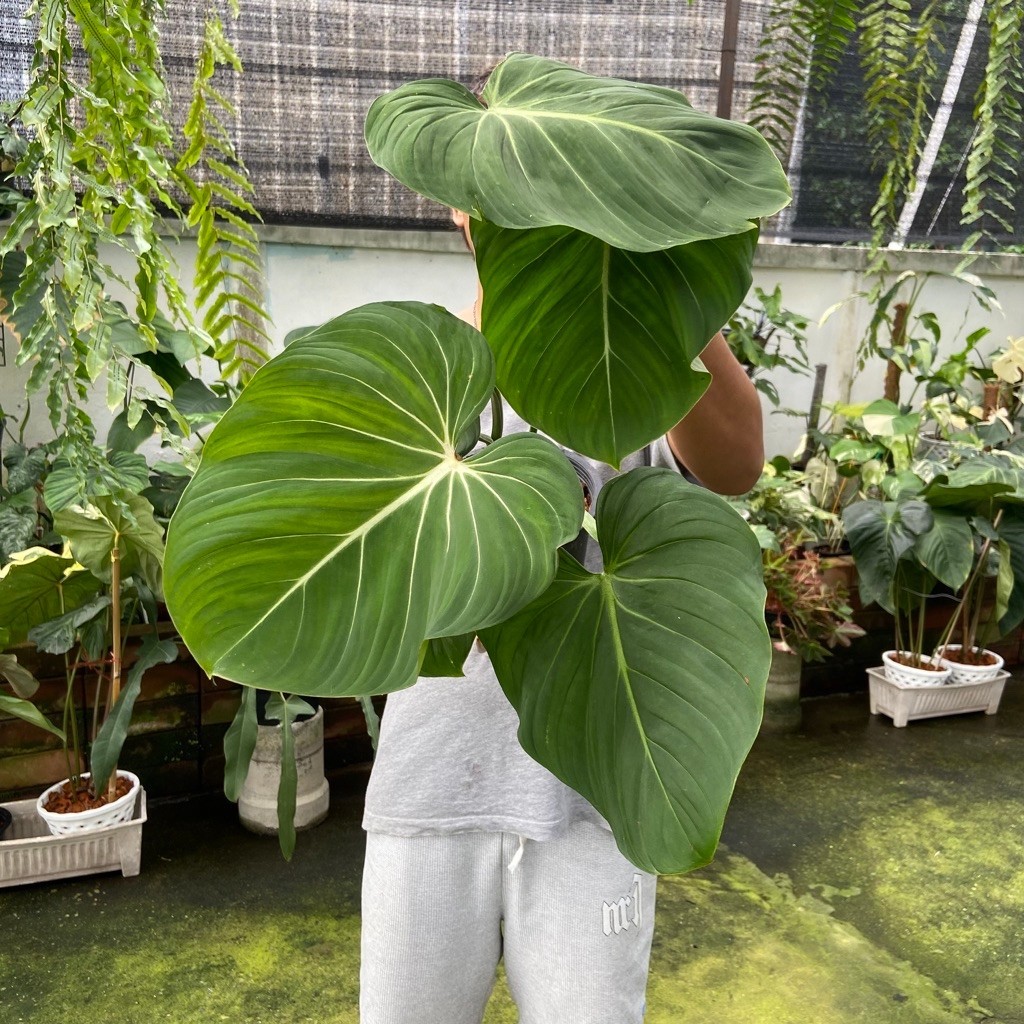 ฟิโลเดรนดรอน กลอริออซั่มก้านแบน Philodendron Gloriosum