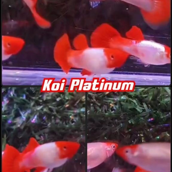 ปลาหางนกยูงเกรด Koi Platinum 1คู่ | โค่ย แพลตตินั่ม| ปลาสวยงาม