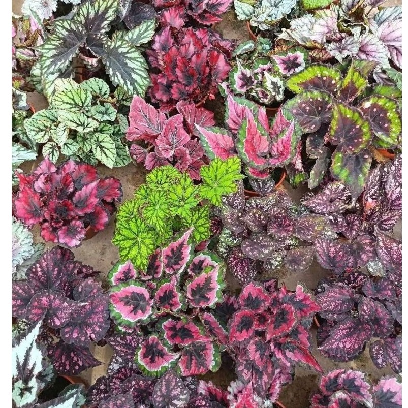BEGONIA LEAF "บีโกเนีย" ไม้ใบและดอกสีสันสดใส