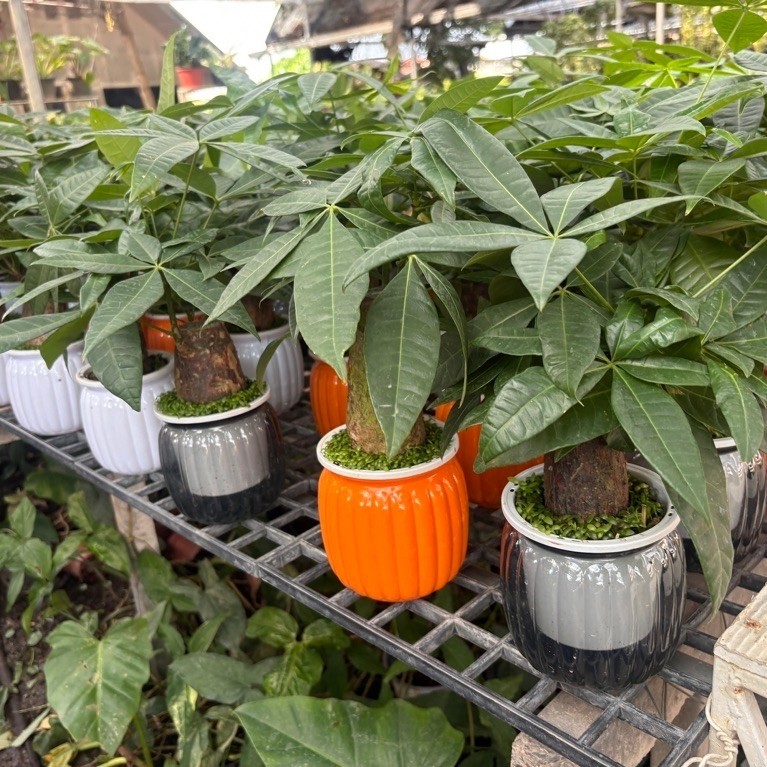 แจกันเลี้ยงน้ำ ต้นศุภโชค แบบตออวบ (Money Tree) ในกระถางเลี้ยงน้ำในชื่อภาษาอังกฤษว่าPachira aquaticaนิยมปลูกเป็นไม้มงคล